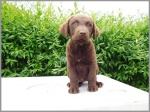 Chesapeake Bay Retriever