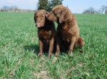 Chesapeake Bay Retriever