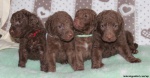 Chesapeake bay retriever with pedigree