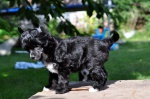Chinese crested dog-cute puppies with pedigree
