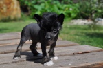 Chinese crested dog-cute puppies with pedigree