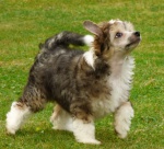 Chinese Crested Dog Powder Puff Boy, KC registered