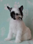 Chinese Crested Dog puppy