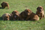 Dog z Bordeaux, Dogue de Bordeaux, French Mastiff
