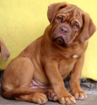 Dogue de Bordeaux - beautiful puppies with pedigree
