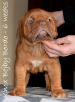 Dogue de bordeaux TOP Quality puppies