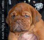 Dogue de bordeaux TOP Quality puppies