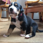 Duży szwajcarski pies pasterski