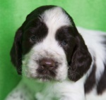 English Springer Spaniel 