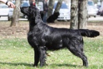 Flat Coated Retriever