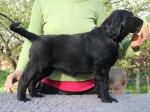 Flat Coated Retriever puppies
