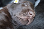 Flat Coated Retriever puppies