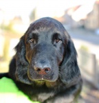 Flat Coated Retriever puppies – Perfect mating!