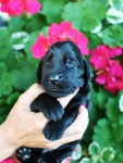 Flat Coated Retriever puppies – TOP mating!