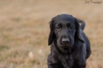 Flat coated retriever with pedigree available