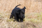 Flat coated retriever with pedigree available