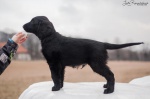 Flat coated retriever with pedigree available