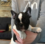 French Bulldog pedigree puppies