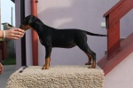German Pinscher puppies