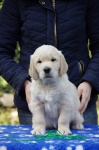 Golden Retriever foreign mating