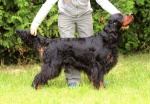 Gordon Setter