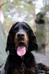 Gordon Setter puppies