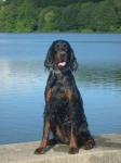 Gordon Setter puppies