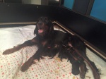 Gordon Setter puppies with pedigree