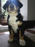 Greater Swiss Mountain Dog - puppies ( females)