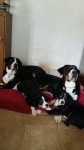 Greater Swiss Mountain Dog - puppies ( females)