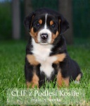 Greater Swiss Mountain Dog – puppies with pedigree