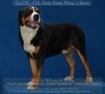 Greater Swiss Mountain Dog – puppies with pedigree