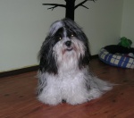 Happy Havana Boy z Kovárny - ojciec