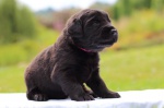 Hovawart - czarne SZCZENIĘTA po CHAMPIONACH