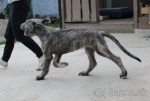Irish Wolfhound puppy 