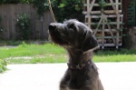Irish Wolfhound puppy 