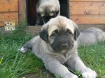 Kangal dog