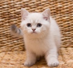 Kot brytyjski krótkowłosy