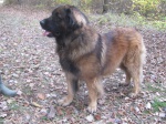 Leonberger male dog for mating