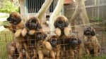 Leonberger puppies