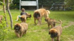 Leonberger puppies