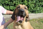 Looking for new home - male fila brasileiro