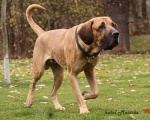 Looking for new home - male fila brasileiro