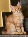Maine Coon