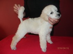 Miniature Poodle white – 2 males, puppies