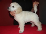 Miniature Poodle white – 2 males, puppies