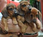 Miniauture Dachshund 