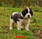 Moskiewski stróżujący