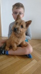 Norwich terrier