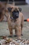 Owczarek belgijski Malinois